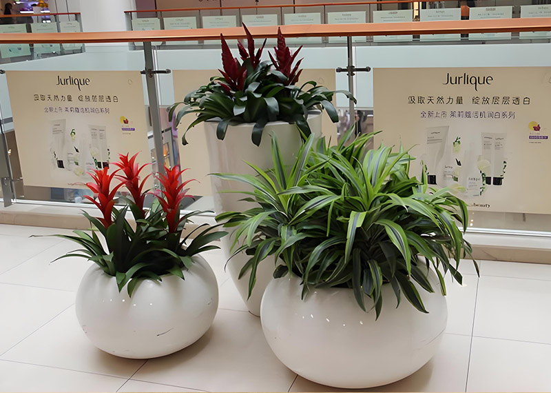 以专业与匠心，引领绿植租摆行业新风向