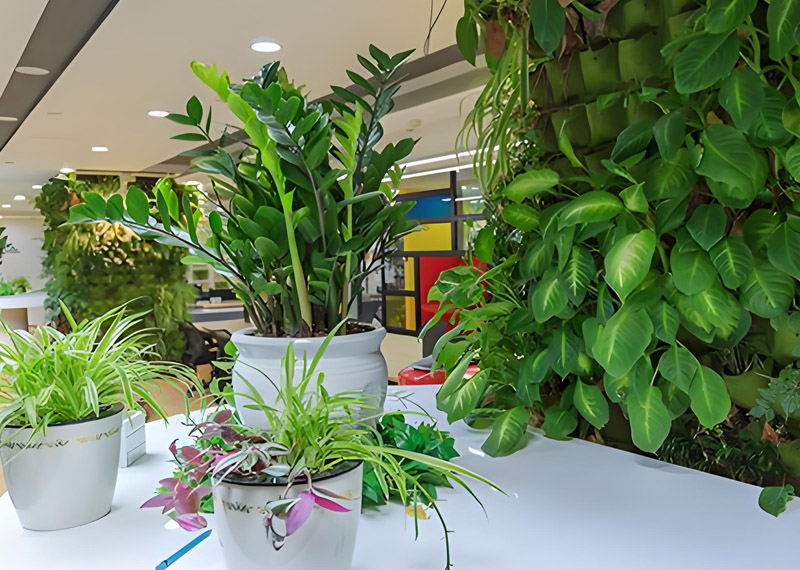 西安绿植租赁公司哪家最专业？