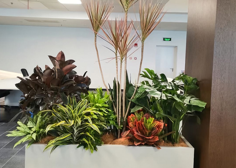 未病先防，以专业守护每一片绿叶——芬芳园艺秋冬植保与应急篇
