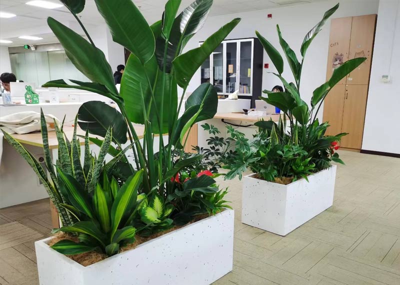 千百卉绿植租赁，西安绿植租赁领先品牌