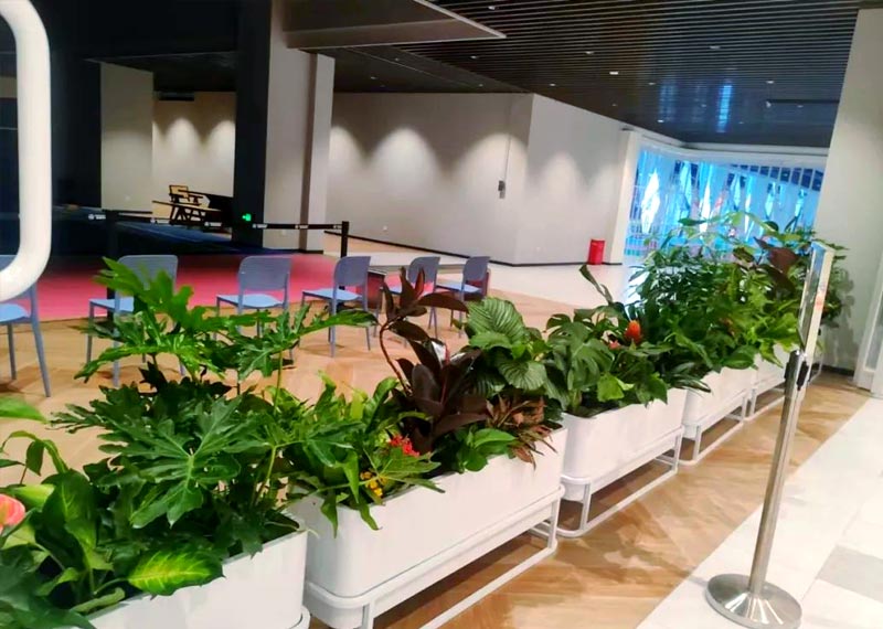 西安绿植租摆，西安雁塔区绿植租赁公司哪家靠谱，西安千百卉领跑行业