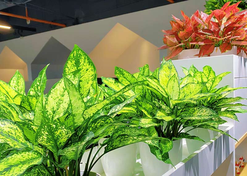 西安芬芳园艺绿植专业养护团队上门服务
