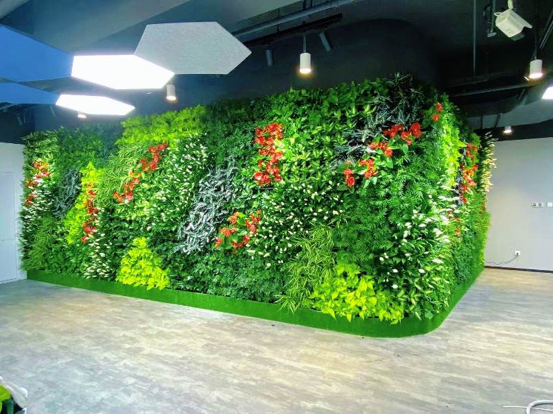 实用守护者——西安秋冬室内绿植挑选指南