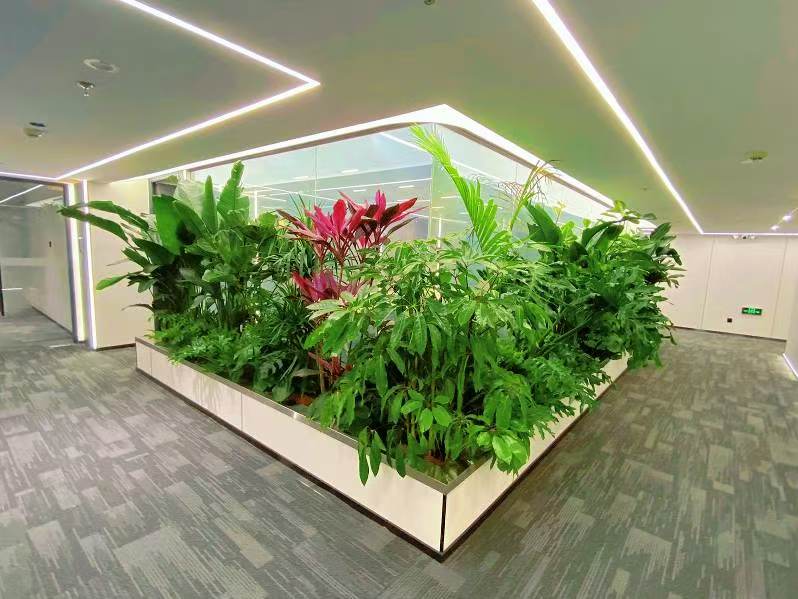 西安芬芳是西安商业绿化服务市场中的佼佼者