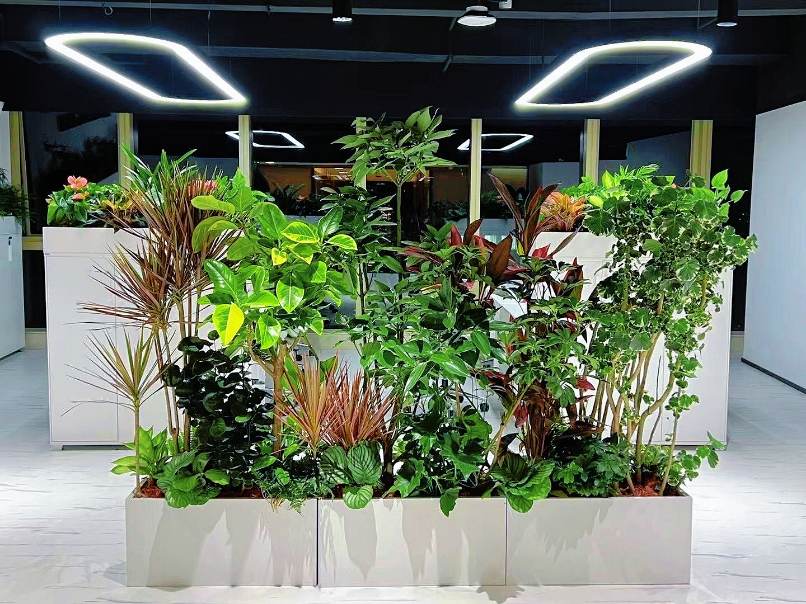西安芬芳绿植租赁给大悦城更换绿植