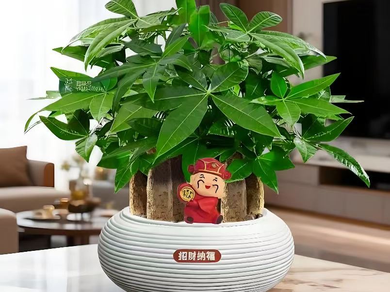 发财树的养护方法：修剪和造型篇