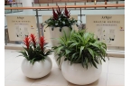 西安绿植租赁市场的价格透明化趋势,性价比