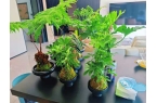 西安近百家企业共同推荐的绿植租赁养护合作