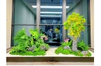 展望新周期，西安绿植租摆行业如何“马上”