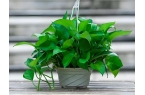 绿萝吊兰养护方法
