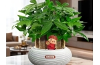 发财树的养护方法：修剪和造型篇