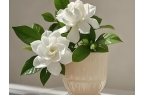栀子花养殖技术：土壤及施肥管理