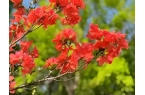 杜鹃的养护方法：花期管理与修剪整形